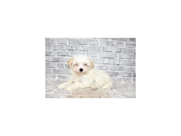 Maltese-DOG-Male-White-224-PetCenter Old Bridge, New Jersey