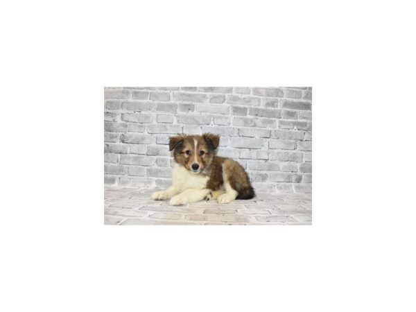 Shetland Sheepdog-DOG-Male-Sable and White-226-PetCenter Old Bridge, New Jersey