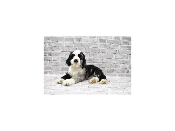 Cocker Spaniel - Coming Soon-DOG-Male-Blue Roan-227-PetCenter Old Bridge, New Jersey