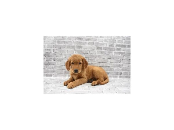 Golden Retriever - Coming Soon-DOG-Male-Dark Golden-228-PetCenter Old Bridge, New Jersey