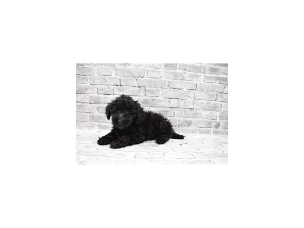 Aussiepoo - Coming Soon-DOG-Female-Black-230-PetCenter Old Bridge, New Jersey