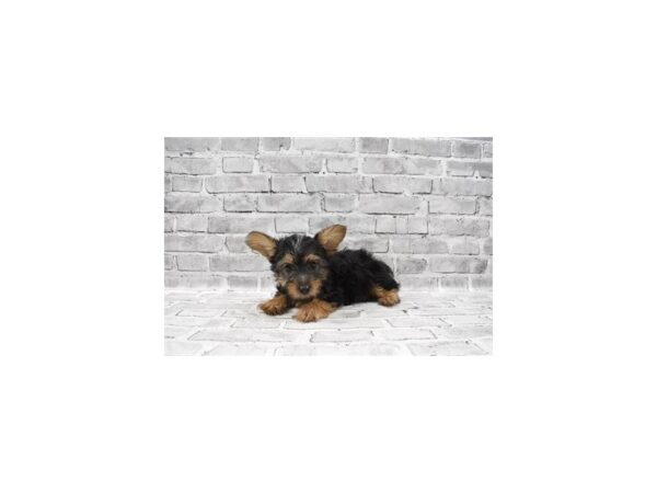 Silky Terrier - Coming Soon-DOG-Male-Black and Tan-231-PetCenter Old Bridge, New Jersey