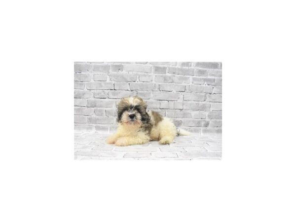 Shih Tzu - Coming Soon-DOG-Male-Gold and White-232-PetCenter Old Bridge, New Jersey