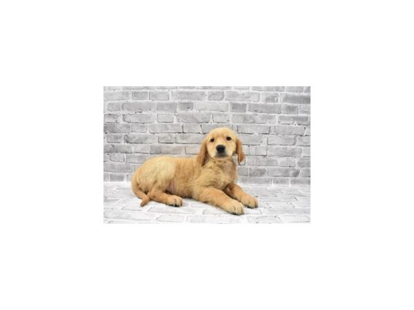 Golden Retriever - Coming Soon-DOG-Male-Golden-233-PetCenter Old Bridge, New Jersey