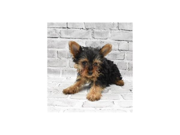 Yorkshire Terrier - Coming Soon-DOG-Male-Black and Tan-234-PetCenter Old Bridge, New Jersey