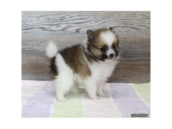 Pomeranian - Coming Soon-DOG-Male-Sable / White-235-PetCenter Old Bridge, New Jersey