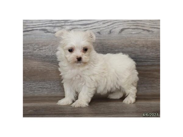 Maltese - Coming Soon-DOG-Female-White-236-PetCenter Old Bridge, New Jersey