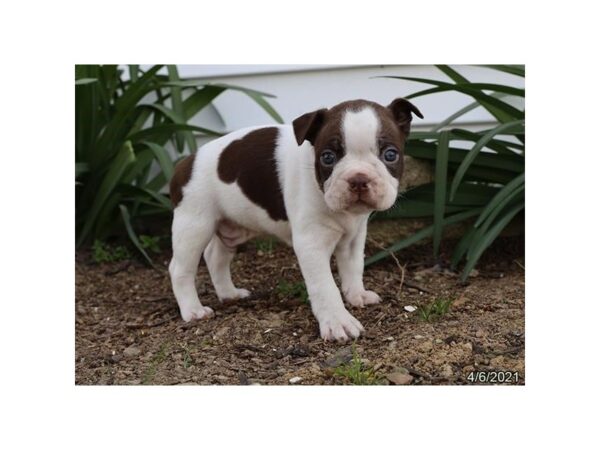 Boston Terrier - Coming Soon-DOG-Male-Red / White-237-PetCenter Old Bridge, New Jersey