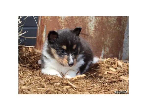 Shetland Sheepdog - Coming Soon-DOG-Female-Tri-Colored-238-PetCenter Old Bridge, New Jersey