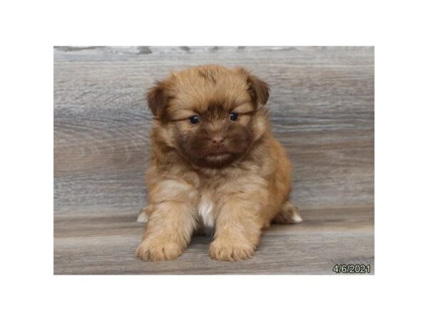 Shiranian - Coming Soon-DOG-Female-Chocolate-239-PetCenter Old Bridge, New Jersey