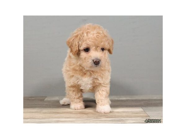 Bichon Poo - Coming Soon-DOG-Female-Buff-240-PetCenter Old Bridge, New Jersey