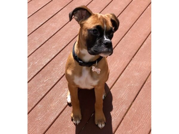 Boxer-DOG-Female-Fawn-37-PetCenter Old Bridge, New Jersey