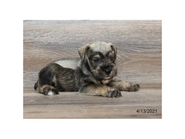 Miniature Schnauzer - Coming Soon-DOG-Male-Salt / Pepper-241-PetCenter Old Bridge, New Jersey