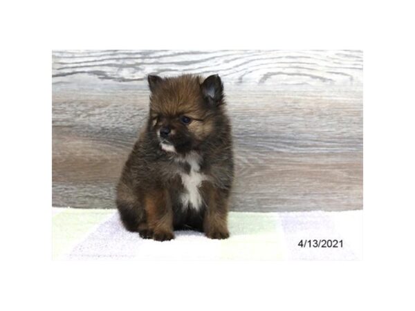 Pomeranian - Coming Soon-DOG-Male-Dark Sable-242-PetCenter Old Bridge, New Jersey