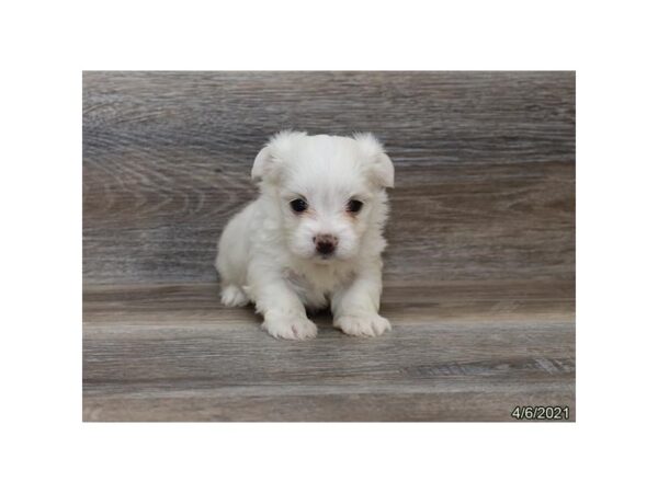 Maltese - Coming Soon-DOG-Female-White-243-PetCenter Old Bridge, New Jersey