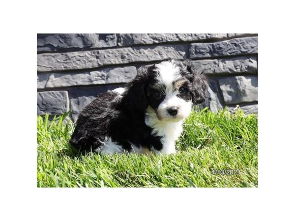 Cavachon - Coming Soon-DOG-Male-Tri-Colored-244-PetCenter Old Bridge, New Jersey