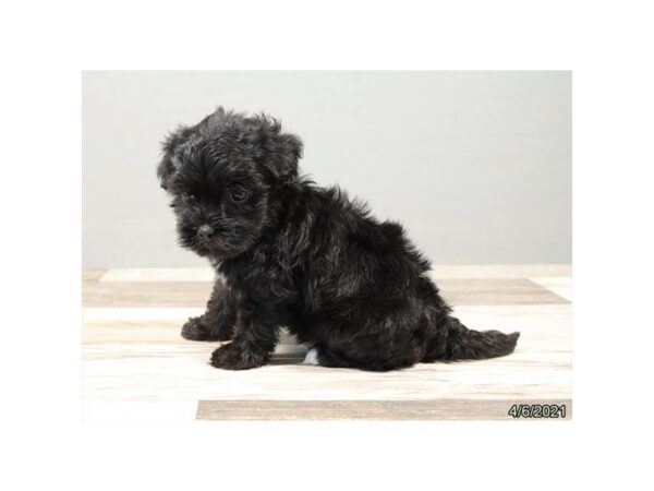 Havapoo - Coming Soon-DOG-Male-Black-245-PetCenter Old Bridge, New Jersey
