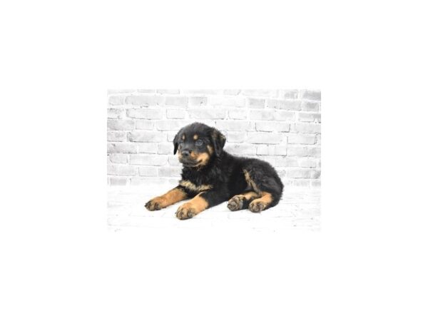 Rottweiler - Coming Soon-DOG-Female-Black and Mahogany-246-PetCenter Old Bridge, New Jersey