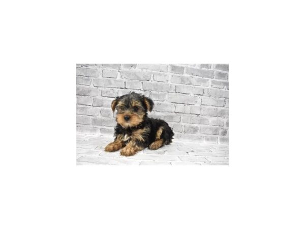Yorkshire Terrier - Coming Soon-DOG-Male-Black and Tan-247-PetCenter Old Bridge, New Jersey