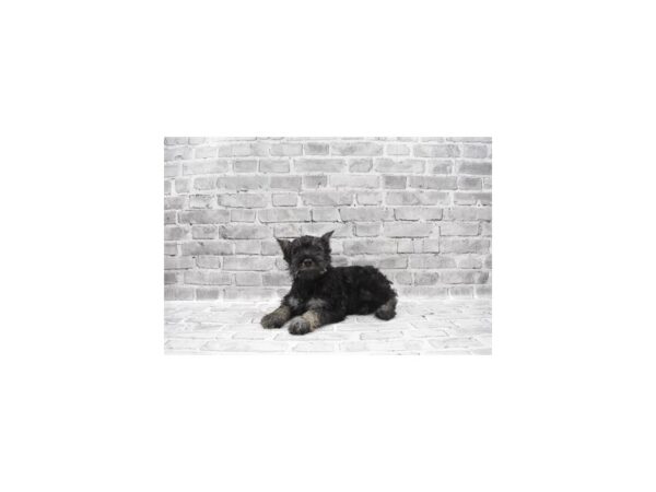 Miniature Schnauzer - Coming Soon-DOG-Female-Black and Silver-248-PetCenter Old Bridge, New Jersey