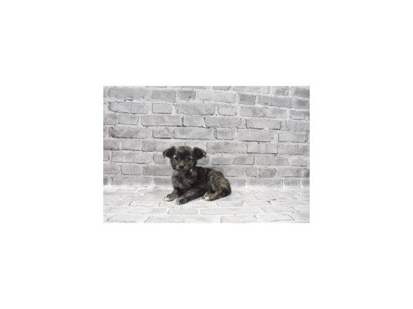 Chihuahua - Coming Soon-DOG-Male-Fawn Brindled and Black-249-PetCenter Old Bridge, New Jersey
