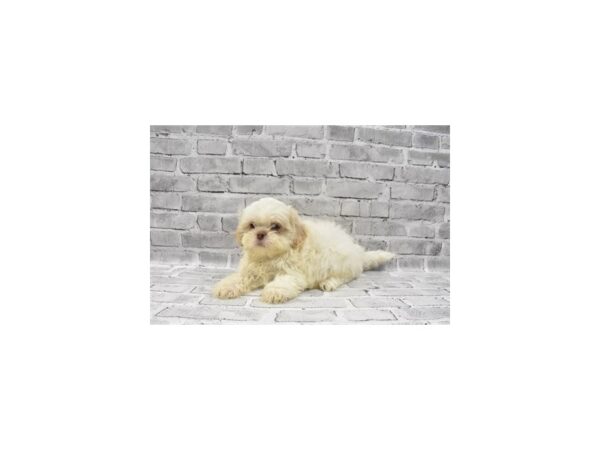 Shih Tzu - Coming Soon-DOG-Male-Gold and White-251-PetCenter Old Bridge, New Jersey