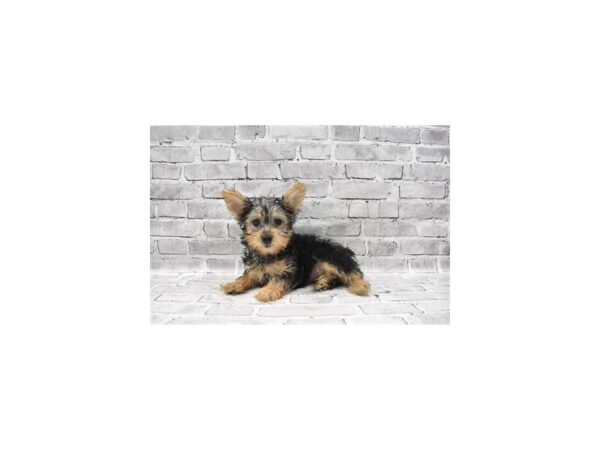 Silky Terrier - Coming Soon-DOG-Female-Black and Tan-252-PetCenter Old Bridge, New Jersey