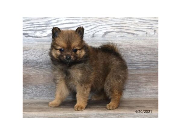 Pomeranian - Available 5/20-DOG-Female-Dark Sable-253-PetCenter Old Bridge, New Jersey