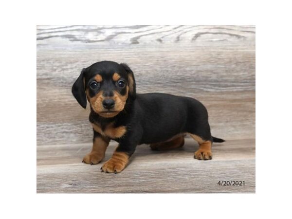 Dachshund - Available 5/20-DOG-Female-Black / Tan-254-PetCenter Old Bridge, New Jersey