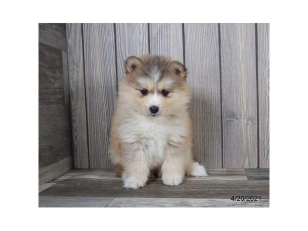 Pomsky - Available 5/20-DOG-Female-Black Sable-255-PetCenter Old Bridge, New Jersey