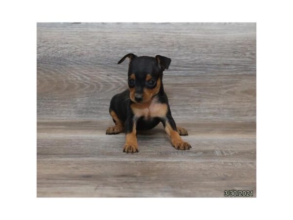 Miniature Pinscher - Available 5/20-DOG-Female-Black / Tan-256-PetCenter Old Bridge, New Jersey