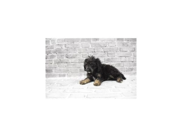 Cavapoo - Avaliable 5/20-DOG-Female-Black and Apricot-258-PetCenter Old Bridge, New Jersey