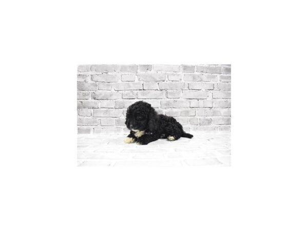 Cavapoo - Avaliable 5/20-DOG-Male-Black-259-PetCenter Old Bridge, New Jersey