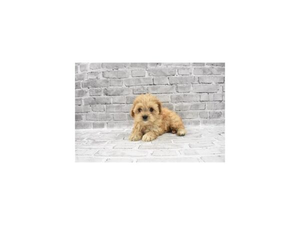 Cavachon - Available 5/20-DOG-Male-Cream-261-PetCenter Old Bridge, New Jersey