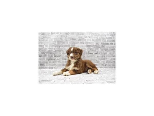 Australian Shepherd - Available 5/20-DOG-Male-Red-263-PetCenter Old Bridge, New Jersey