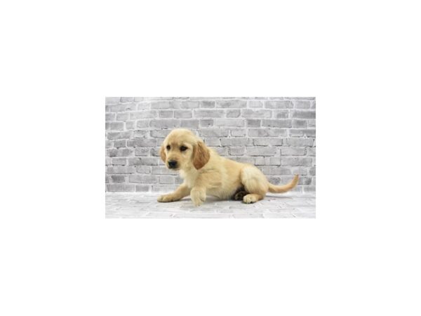 Golden Retriever - Available 5/20-DOG-Female-Golden-264-PetCenter Old Bridge, New Jersey