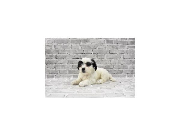 Teddy Bear - Available 5/20-DOG-Male-Black and White-265-PetCenter Old Bridge, New Jersey