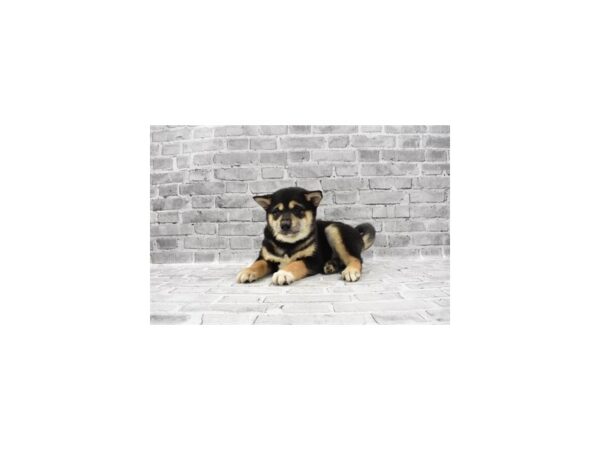 Shiba Inu - Available 5/20-DOG-Male-Black and Tan-266-PetCenter Old Bridge, New Jersey