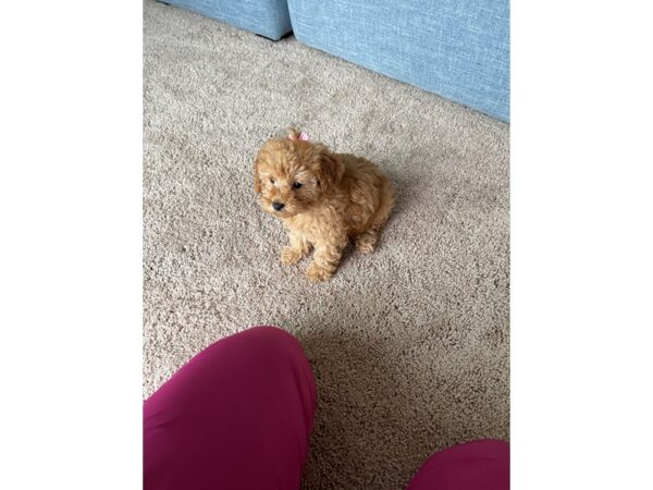 Poodle - Available 5/20-DOG-Female-Red-257-PetCenter Old Bridge, New Jersey