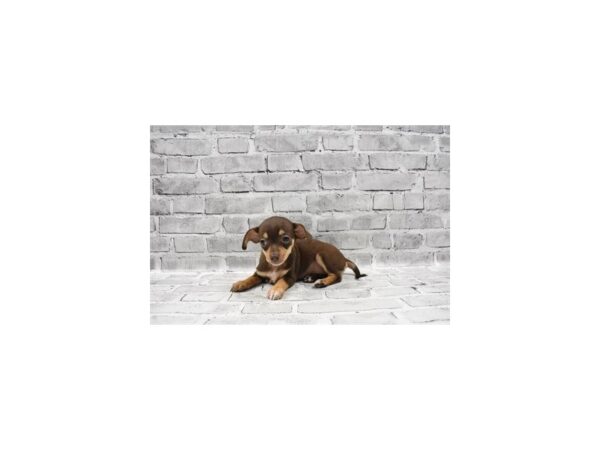 Chiweenie - Available 5/27-DOG-Female-Chocolate and Tan-267-PetCenter Old Bridge, New Jersey