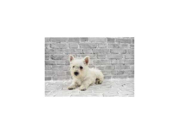 West Highland White Terrier - Available 5/27-DOG-Male-White-268-PetCenter Old Bridge, New Jersey