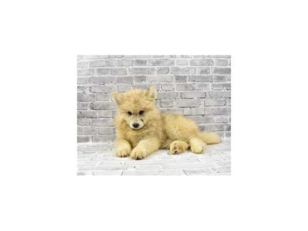 Pomsky - Available 5/27-DOG-Male-Cream-271-PetCenter Old Bridge, New Jersey
