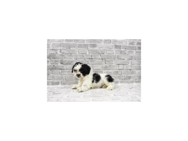 Teddy Bear - Available 5/27-DOG-Male-Black and White-273-PetCenter Old Bridge, New Jersey