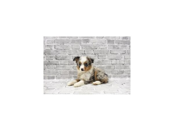 Toy Australian Shepherd - Available 5/27-DOG-Male-Blue Merle-274-PetCenter Old Bridge, New Jersey