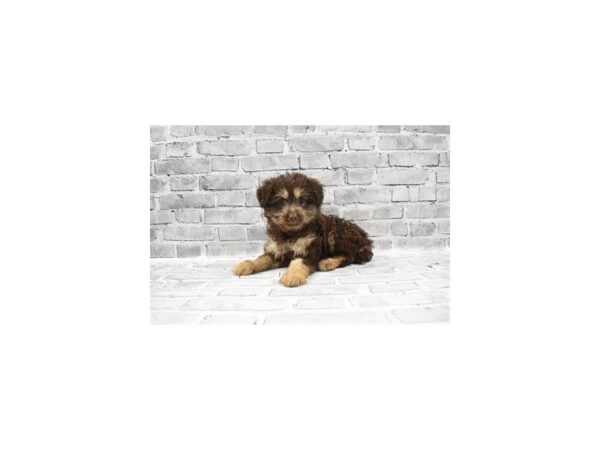 Aussiedoodle 2nd Gen - Available 5/27-DOG-Female-Chocolate and Tan-275-PetCenter Old Bridge, New Jersey
