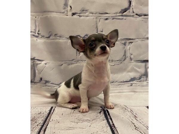 Chihuahua - Available 5/27-DOG-Female-Blue and Tan-272-PetCenter Old Bridge, New Jersey