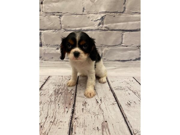 Cavalier King Charles Spaniel - Available 5/27-DOG-Female-Tri Color-270-PetCenter Old Bridge, New Jersey