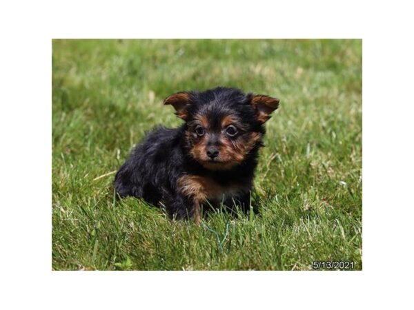 Silky Terrier - Available 6/3-DOG-Female-Black / Tan-276-PetCenter Old Bridge, New Jersey