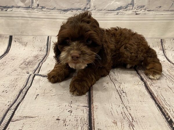 Cockapoo - Available 6/3-DOG-Male-Chocolate-277-PetCenter Old Bridge, New Jersey