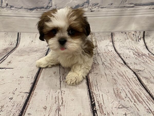 Lhasa Apso - Available 6/3-DOG-Male-Red / White-279-PetCenter Old Bridge, New Jersey
